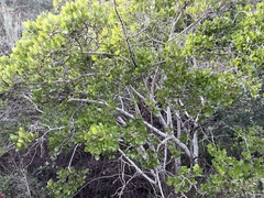 Rhamnus pirifolia