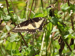 Papilio polyxenes americus
