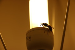 Vespula