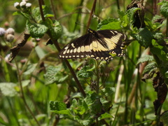 Papilio polyxenes americus