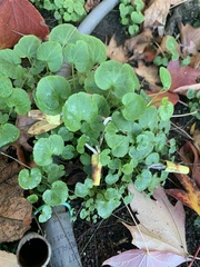Centella asiatica