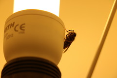 Vespula