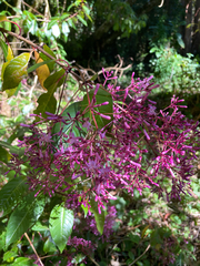 Fuchsia paniculata