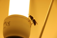Vespula