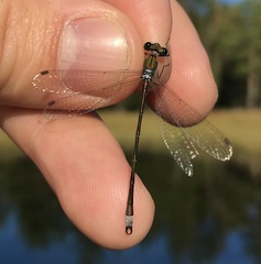 Lestes virens vestalis