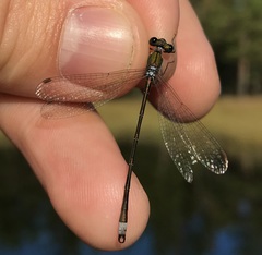 Lestes virens vestalis
