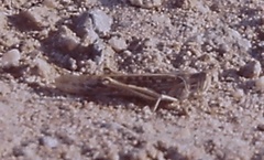 Schistocerca gregaria flaviventris