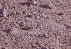 Schistocerca gregaria flaviventris