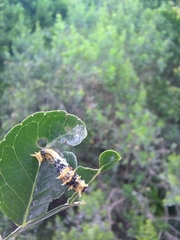 Papilio nireus lyaeus