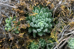 Sempervivum