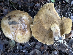 Suillus quiescens