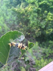 Papilio nireus lyaeus