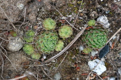Sempervivum