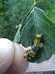 Papilio nireus lyaeus