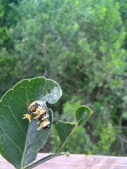 Papilio nireus lyaeus