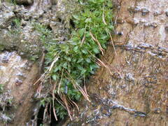 Tortula mucronifolia