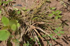 Fimbristylis vahlii