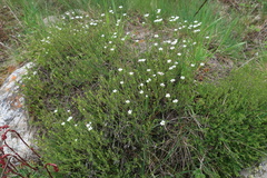 Minuartia