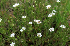 Minuartia