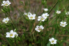 Minuartia