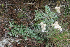 Antennaria caucasica