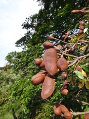 Hymenaea courbaril