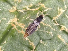 Heliothrips haemorrhoidalis
