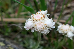 Antennaria caucasica