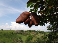 Hymenaea courbaril