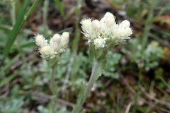 Antennaria caucasica