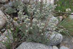 Artemisia alpina