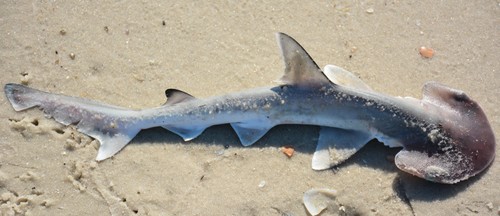 Bonnet hammerhead (Sphyrna tiburo) — Sphyrnidae — 2