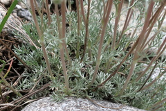 Artemisia alpina