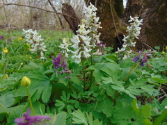 Corydalis cava cava