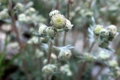 Artemisia alpina