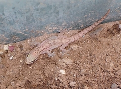 Hemidactylus robustus