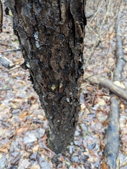 Phloeotribus liminaris