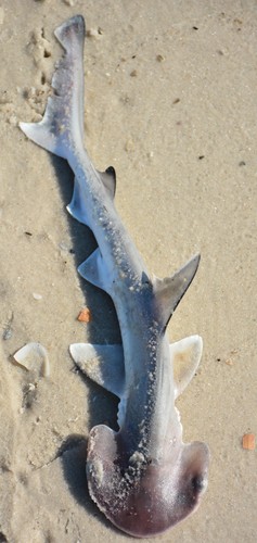 Bonnethead, photo 5 of 7