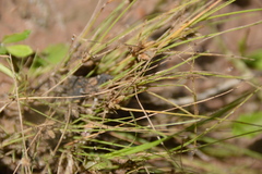 Fimbristylis vahlii