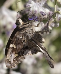 Thorybes dorantes calafia