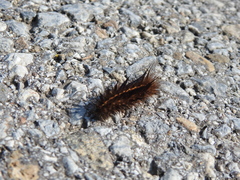 Spilosoma lubricipeda