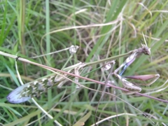 Hemiempusa capensis