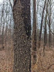 Phloeotribus liminaris