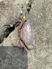 Epixanthus frontalis