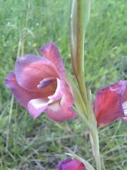 Gladiolus crassifolius