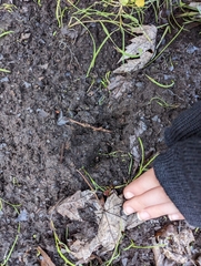 Odocoileus virginianus