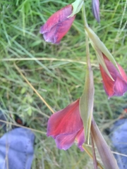 Gladiolus crassifolius