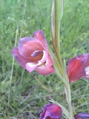 Gladiolus crassifolius