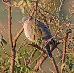 Streptopelia decipiens
