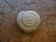 Helminthoglypta traskii